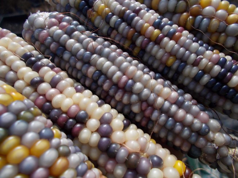  - SEMINTE PORUMB POPCORN - P 18