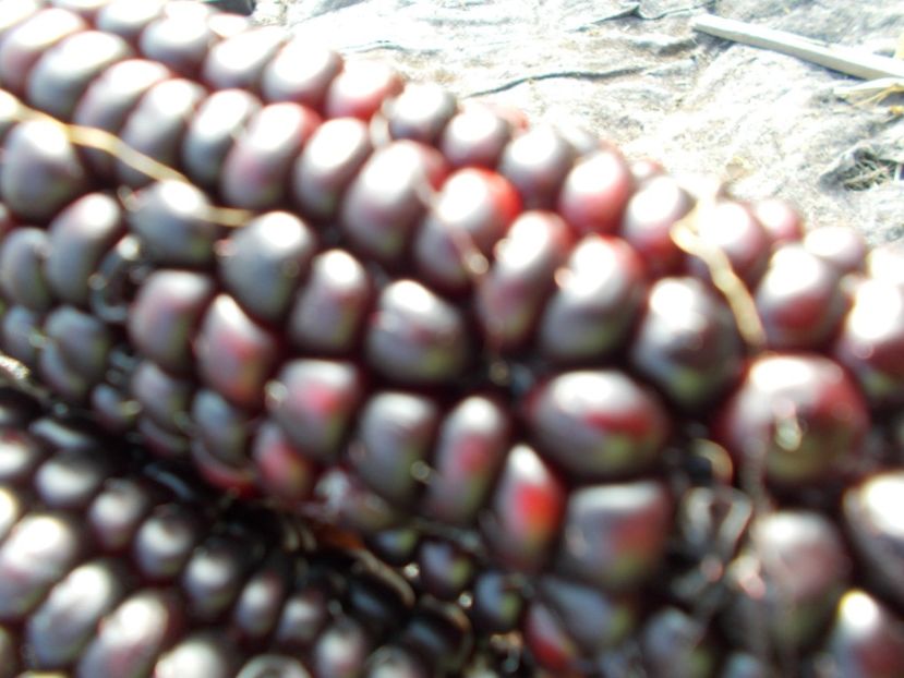  - SEMINTE PORUMB - PURPLE CORN - P 14