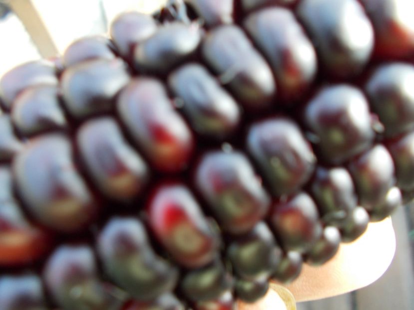  - SEMINTE PORUMB - PURPLE CORN - P 14