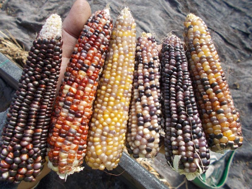  - SEMINTE PORUMB POPCORN - P 03