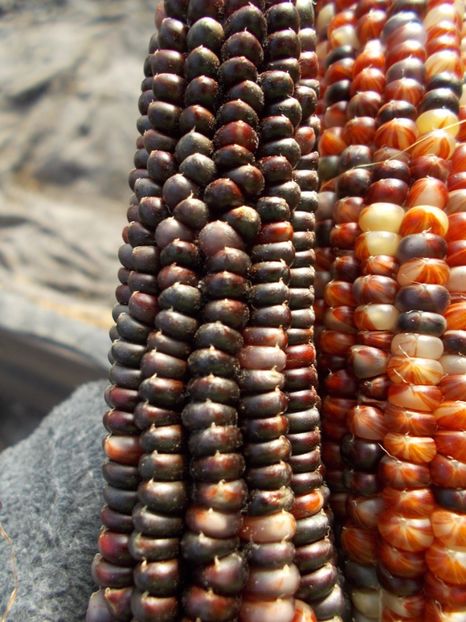  - SEMINTE PORUMB POPCORN - P 03