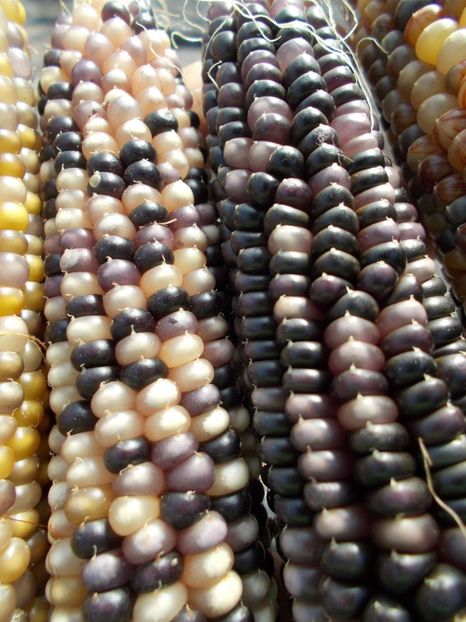  - SEMINTE PORUMB POPCORN - P 03