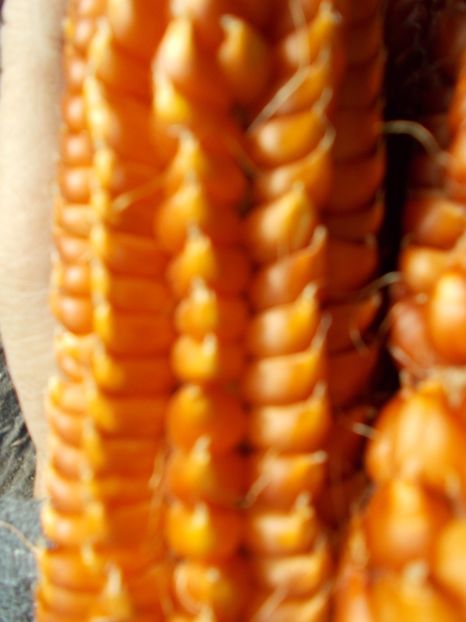  - SEMINTE PORUMB INDIAN ANTIC - PIGNOLETTO ROSSO DI BANCHETTE - P 06