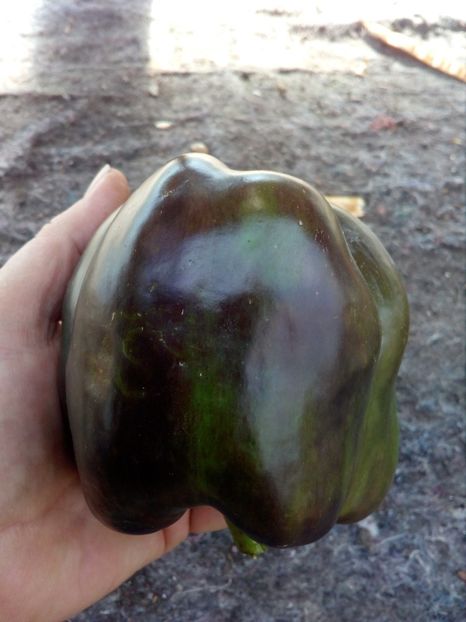  - SEMINTE ARDEI - A 05 PURPURNIJ KOLOKOL