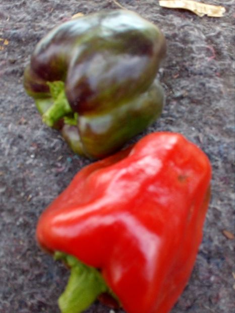  - SEMINTE ARDEI - A 05 PURPURNIJ KOLOKOL