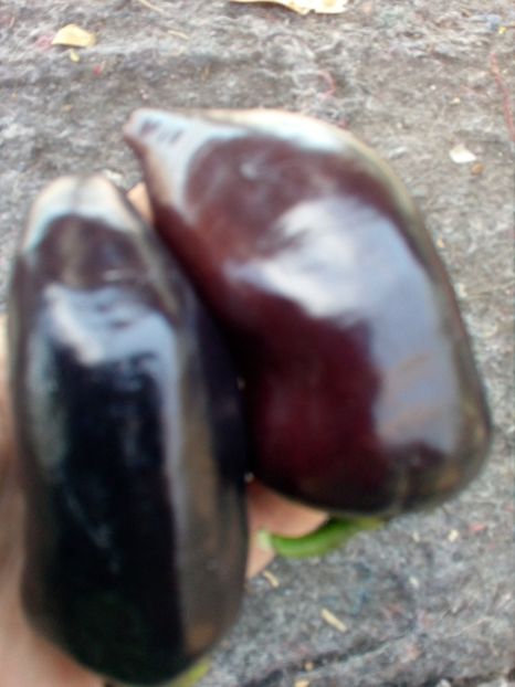  - SEMINTE ARDEI - A 04 NEGRU DULCE JUGO