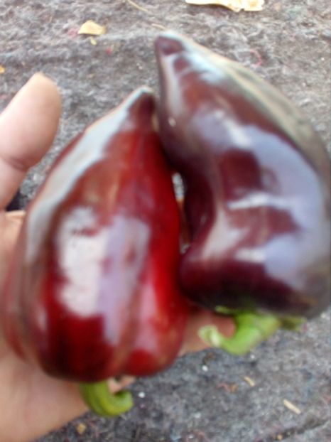  - SEMINTE ARDEI - A 04 NEGRU DULCE JUGO