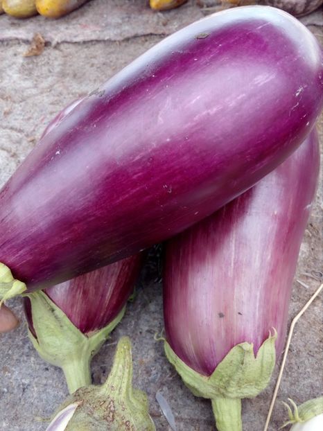  - SEMINTE VINETE - PANDORA STRIPED ROSE