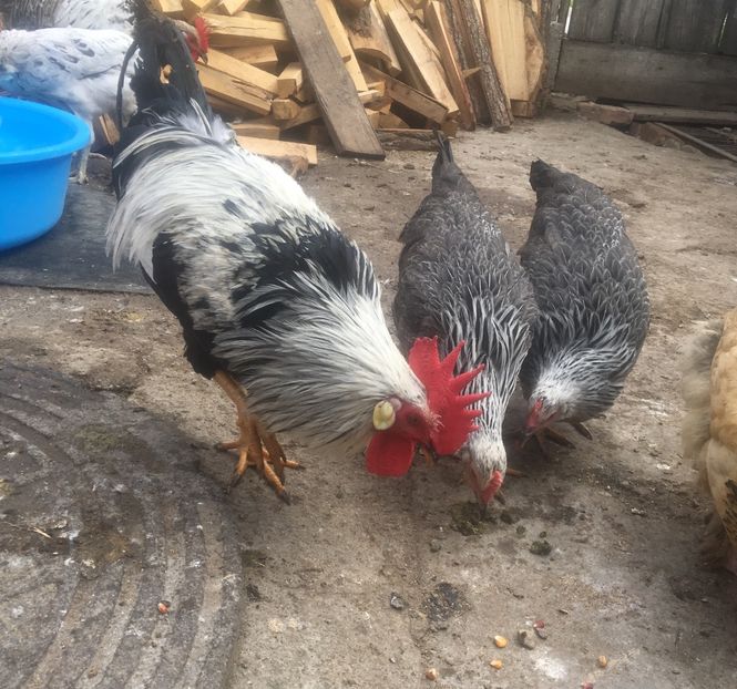  - Găini Italina Argintie