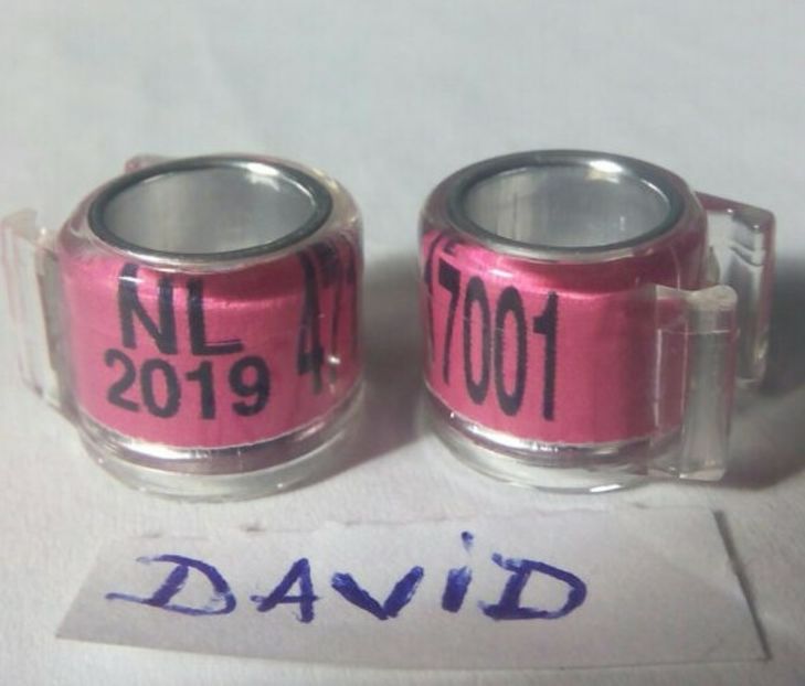 2019 NL- 8mm....-1,5 lei - Inele porumbei 2019 de vanzare