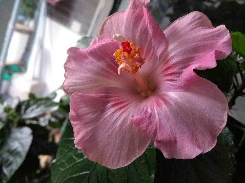  - Tahitian Raspberry Star