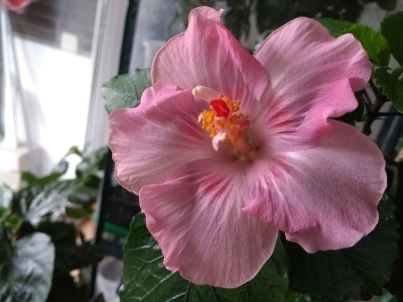  - Tahitian Raspberry Star