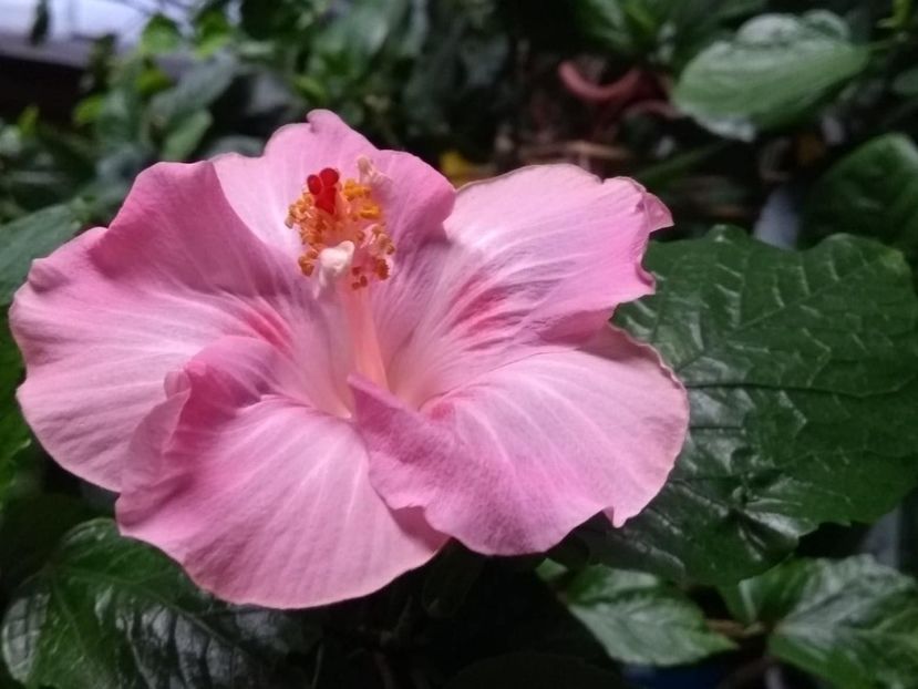  - Tahitian Raspberry Star