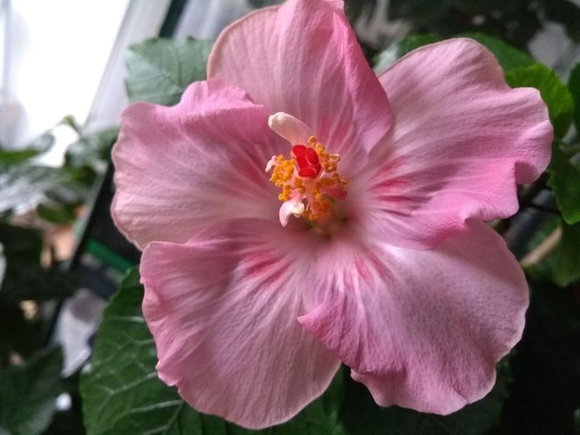  - Tahitian Raspberry Star