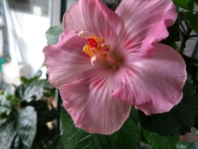  - Tahitian Raspberry Star