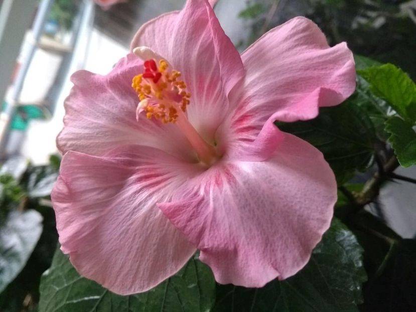  - Tahitian Raspberry Star