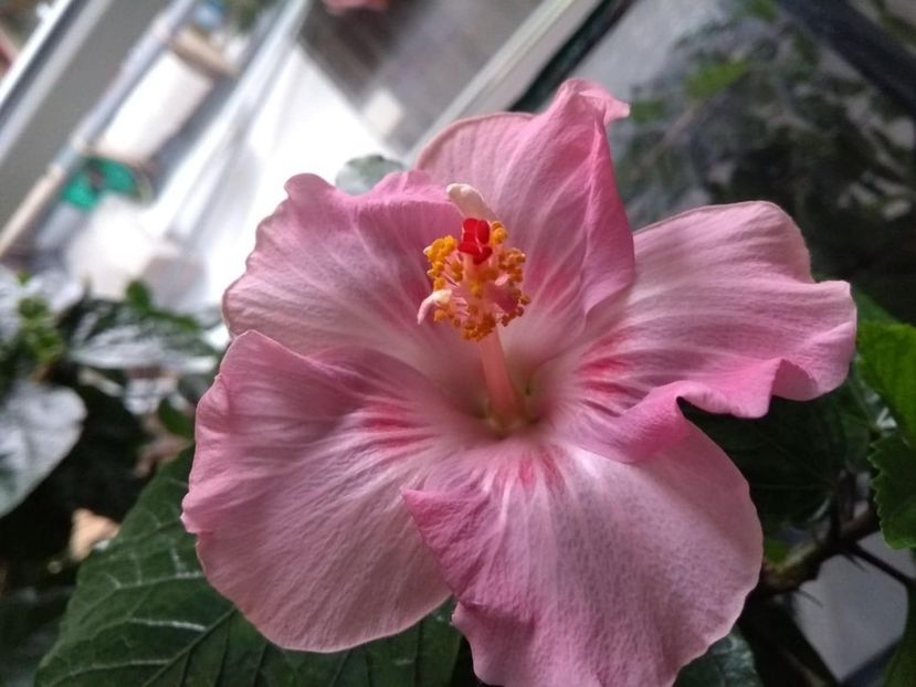  - Tahitian Raspberry Star