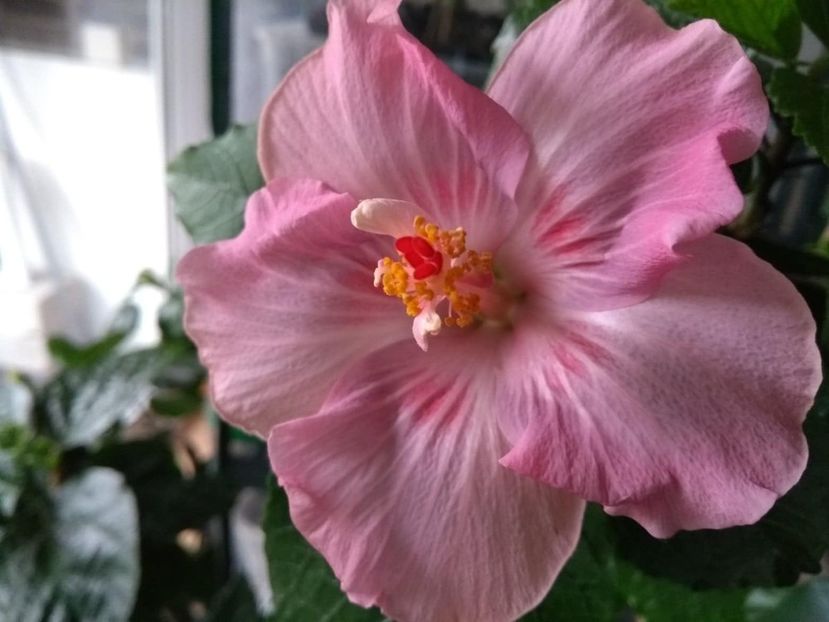  - Tahitian Raspberry Star