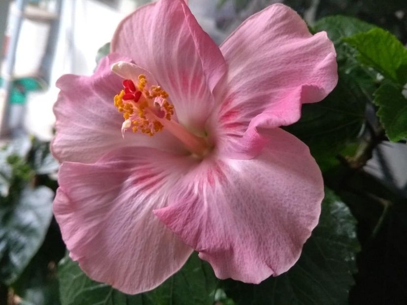  - Tahitian Raspberry Star