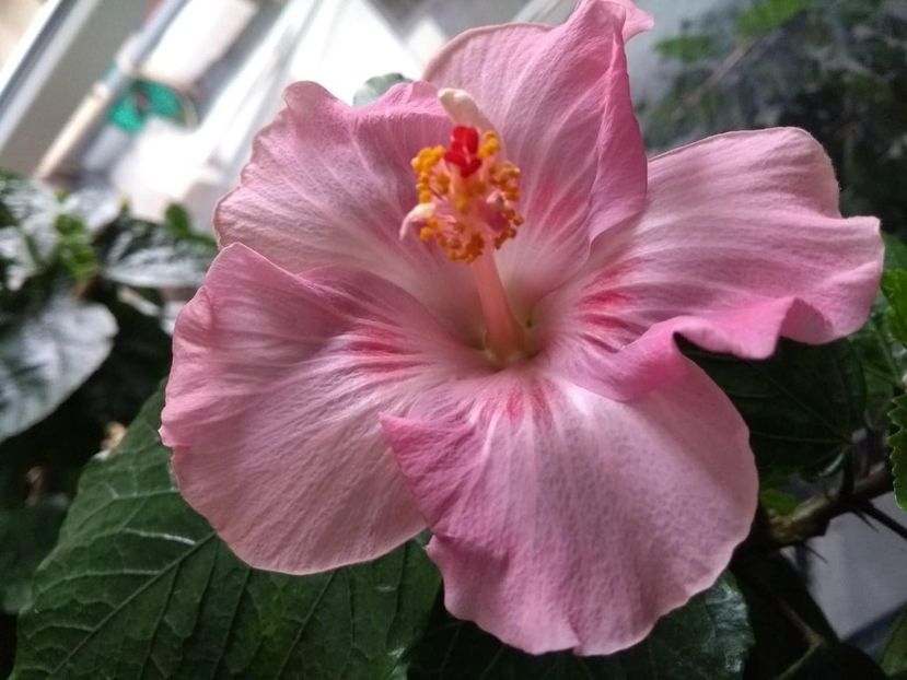  - Tahitian Raspberry Star