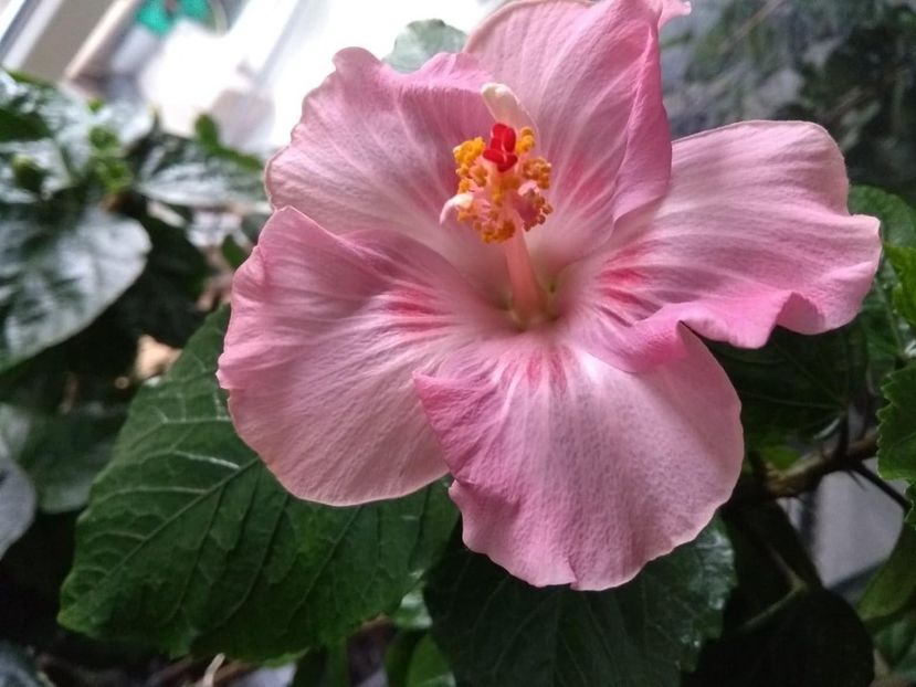  - Tahitian Raspberry Star