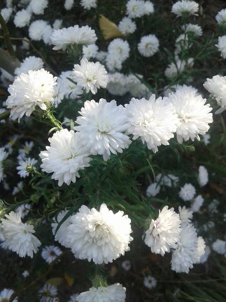 e.  Aster alb flori batute - F Tufanici Crizanteme Aster Anemone de toamnă