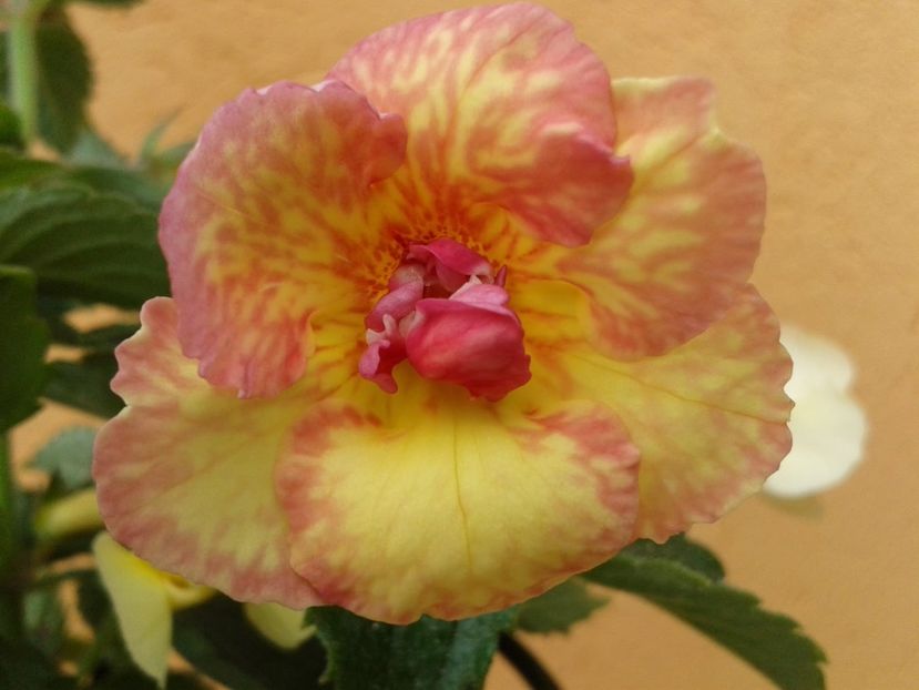 Yellow Fever - Achimenes și Kohleria 2018