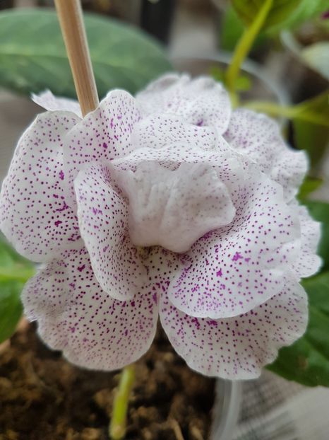 73-3 - gloxinia 2018