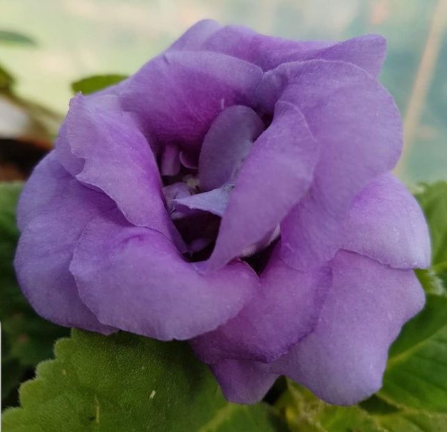  - gloxinia 2018