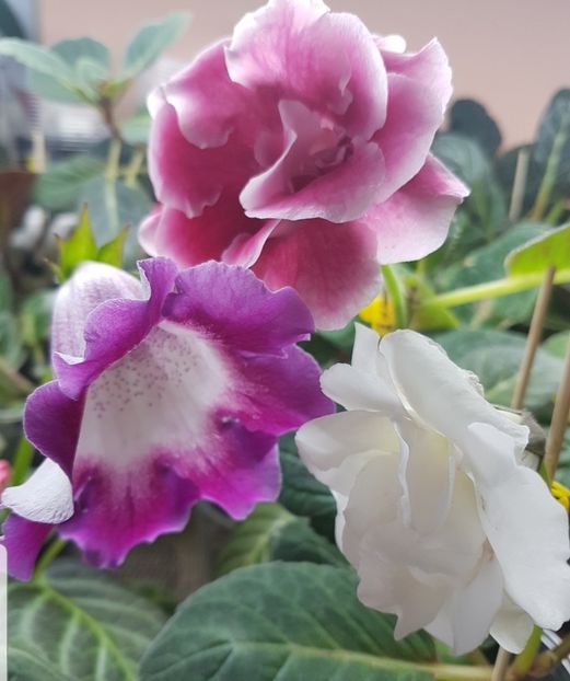  - gloxinia 2018