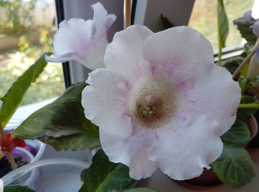  - gloxinia 2018