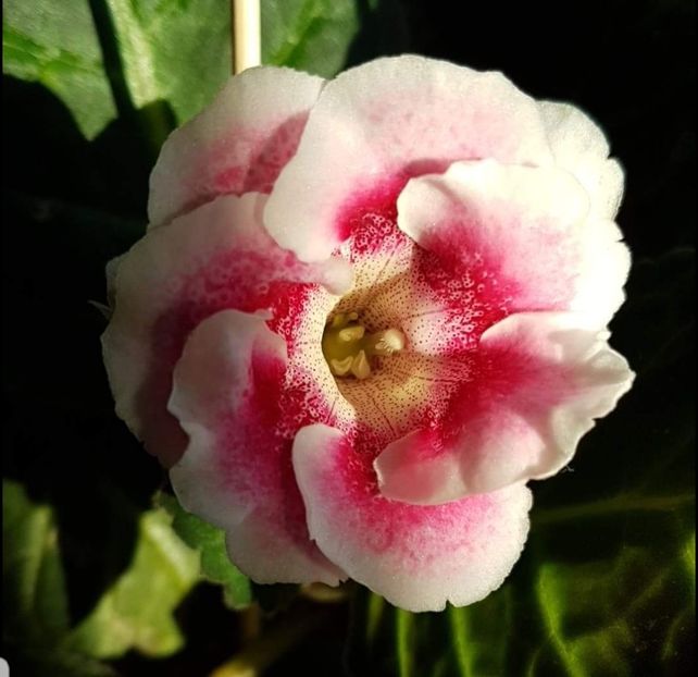 Elya 51-1 - gloxinia 2018