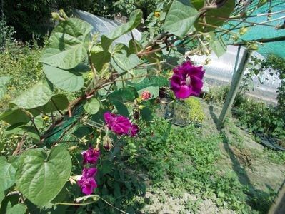  - SEMINTE ZORELE - IPOMOEA - duble- IMPERIALIS SERENADE SUNRISE