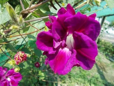  - SEMINTE ZORELE - IPOMOEA - duble- IMPERIALIS SERENADE SUNRISE