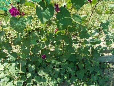  - SEMINTE ZORELE - IPOMOEA - duble- IMPERIALIS SERENADE SUNRISE