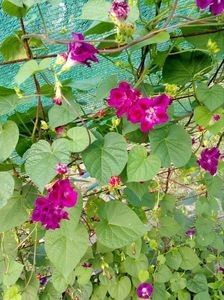  - SEMINTE ZORELE - IPOMOEA - duble- IMPERIALIS SERENADE SUNRISE
