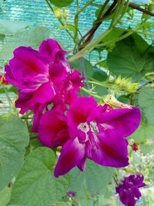  - SEMINTE ZORELE - IPOMOEA - duble- IMPERIALIS SERENADE SUNRISE