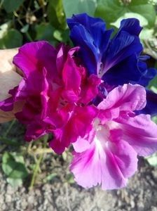  - SEMINTE ZORELE - IPOMOEA - duble- IMPERIALIS SERENADE SUNRISE