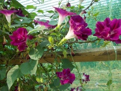  - SEMINTE ZORELE - IPOMOEA - duble- IMPERIALIS SERENADE SUNRISE