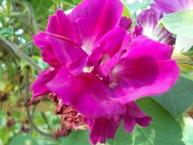 10 seminte - 5 lei - SEMINTE ZORELE - IPOMOEA - duble- IMPERIALIS SERENADE SUNRISE