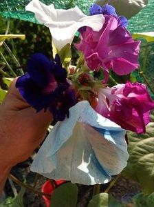  - SEMINTE ZORELE - IPOMOEA - duble- IMPERIALIS SERENADE SUNRISE