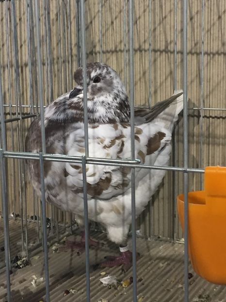 0.1,Peter Ferenc - King matcă 2019