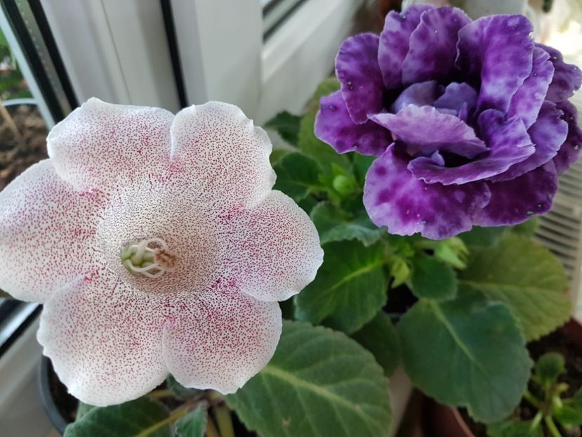  - gloxinia 2018