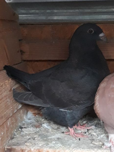  - Pui americani 2018