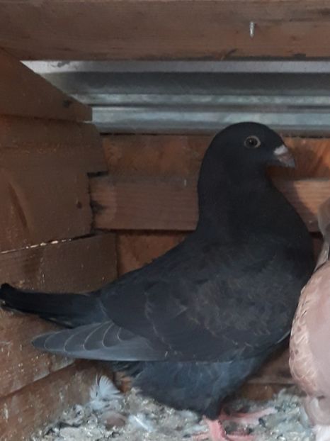  - Pui americani 2018