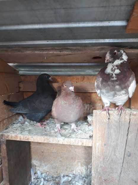 Cioara din baltat pe rosu - Pui americani 2018