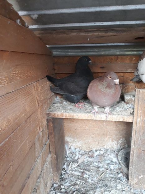  - Pui americani 2018