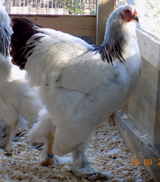  - VIITOR SPERANTE PTR 2019