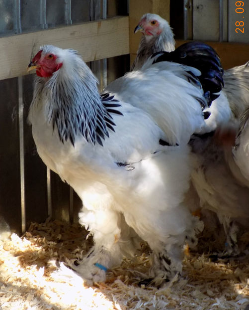  - VIITOR SPERANTE PTR 2019