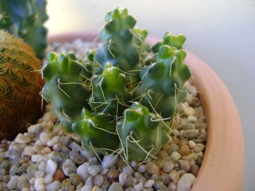 Puna subterranea f. incahuasi (Maihueniopsis subterranea) - Cactusi 2018 continuare